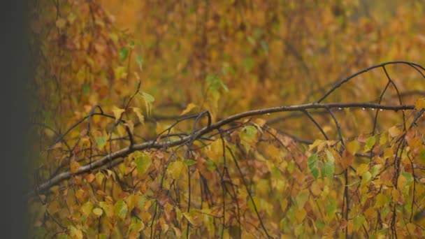 Deszczowe złote jesienne zbliżenie. Krople deszczu na gałęzi brzozy jesienią — Wideo stockowe