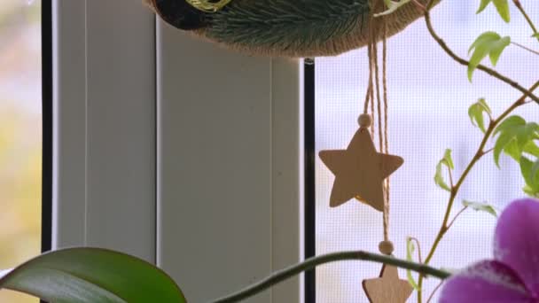 Christmas decoration in the form of the moon made with their own hands hangs on the window. — Stock Video
