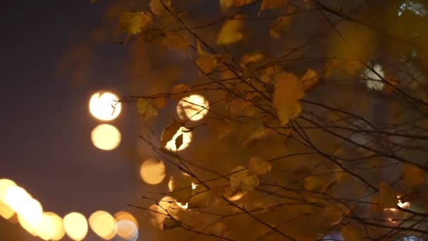 Gouden bladeren op de takken tegen de achtergrond van de nachtstad. Close-up — Stockvideo