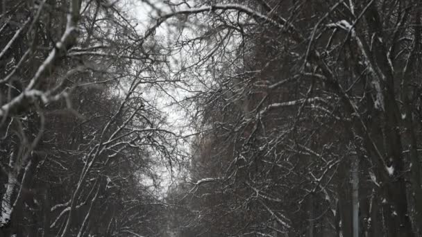 Moscú, Rusia-diciembre 2021: En invierno, un hombre camina a través de una cerveza del parque con palos escandinavos. — Vídeos de Stock