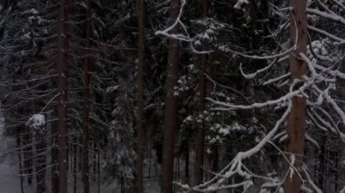 Kışın, kar yağışından sonra çam ormanı. Hava görünümü