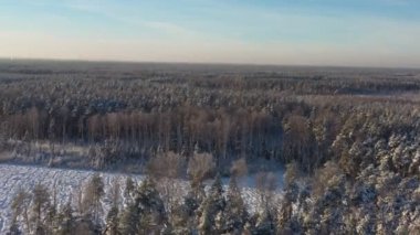 Parlak güneşli bir günde, karla kaplı çam ormanlarının devasa genişliği. Hava görünümü