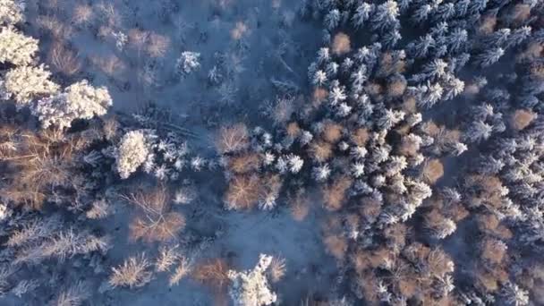 Obrovské plochy zasněženého borového lesa po sněžení za jasného slunečného dne. Letecký pohled — Stock video