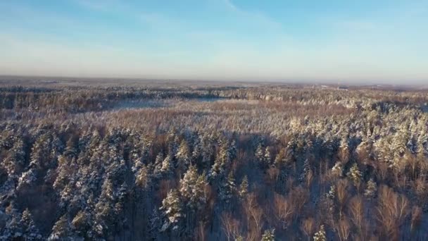 Obrovské plochy zasněženého borového lesa po sněžení za jasného slunečného dne. Letecký pohled — Stock video