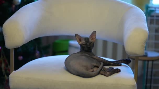 A beautiful black sphinx cat plays on a white chair in the house. — Stok video