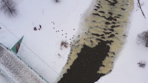 Lidé krmí opeřené ptáky na břehu řeky v zimě. Letecký pohled — Stock video