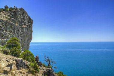 droge pine op een rots