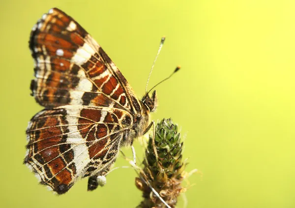 Butterfly sitting on the grass — Stock Photo, Image