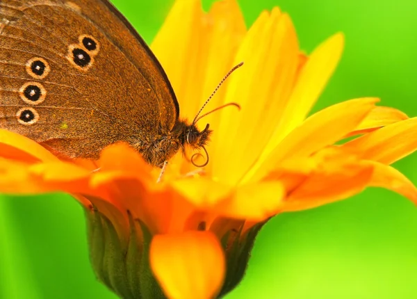 Butterfly with proboscis sitting on a flower — Stock Photo, Image