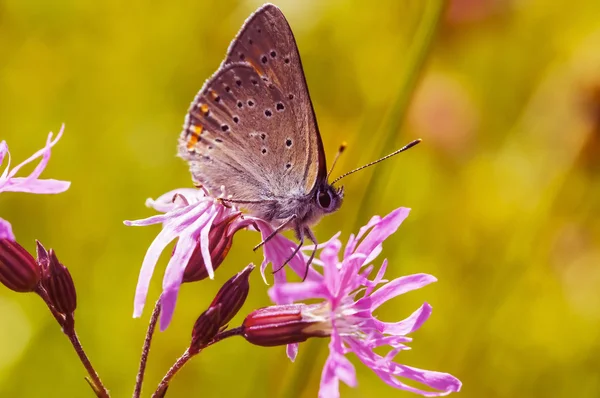 Mariposa sentada sobre una flor —  Fotos de Stock