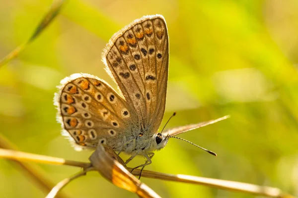 Foto Borboleta Polyommatus Icarus Que Senta Uma Grama — Fotografia de Stock