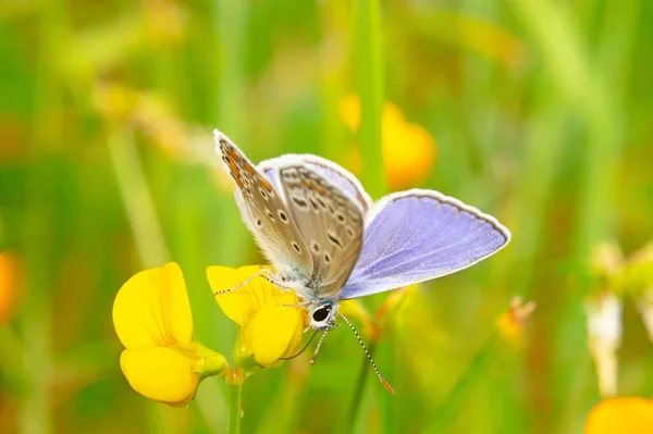 Photo Gros Plan Papillon Polyommatus Icarus Assis Sur Une Fleur — Photo