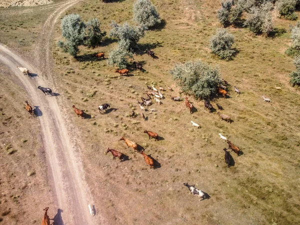 Campo Salvaje Rebaño Vacas Ovejas —  Fotos de Stock