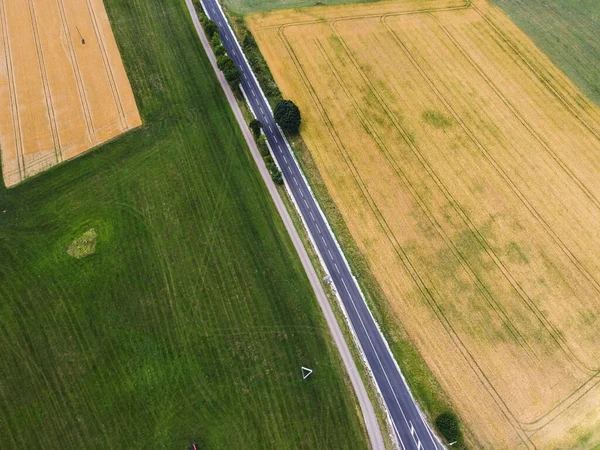 Beautiful Green Young Rice Field Local Soil Road Morning Golden — Stok fotoğraf