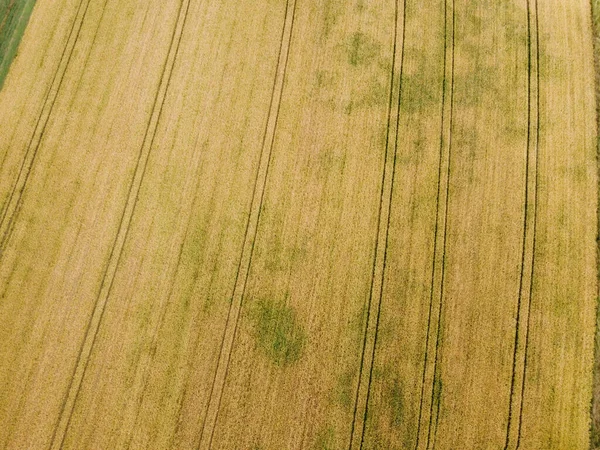 Аерофотозйомка Зернозбиральної Пшениці Прекрасне Пшеничне Поле Заході Сонця Комбайн Працює — стокове фото