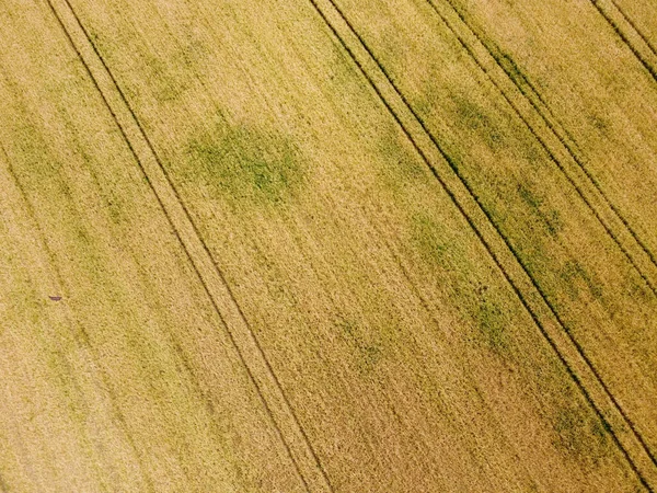 Aerial View Combine Harvester Harvesting Wheat Beautiful Wheat Field Sunset — Stockfoto