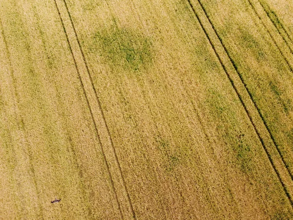 Aerial View Combine Harvester Harvesting Wheat Beautiful Wheat Field Sunset — 스톡 사진