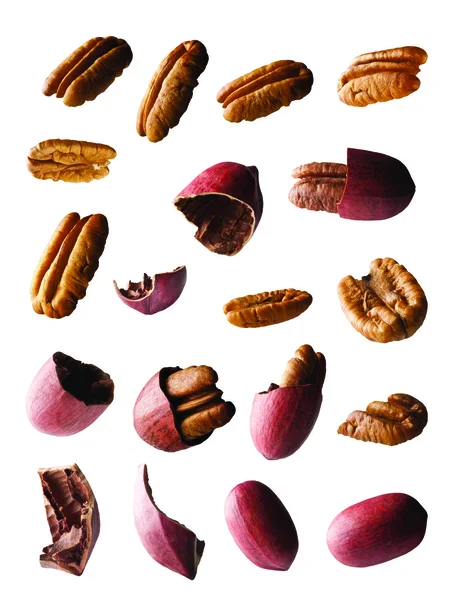 Pecan hela och bitar på vit bakgrund Stockbild