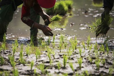 kırsal çiftçi Kore manzara