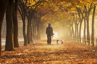 köpeklerini Incheon grand Park ile yürüyen kadın