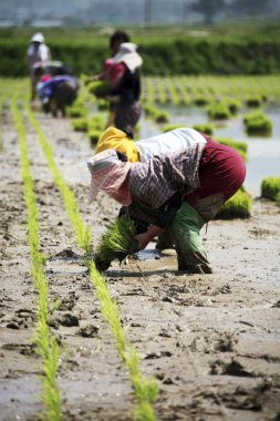 kırsal çiftçi Kore manzara