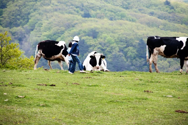 Kinderen op samyang ranch met koeien — Stockfoto