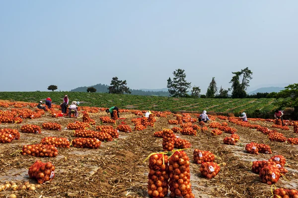 Campo de repollo Anbandeok —  Fotos de Stock