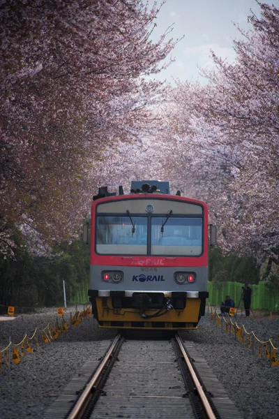 Piękne jinhae Festiwal wiśni w Korei Południowej, gyeonghwayeok pociąg — Zdjęcie stockowe