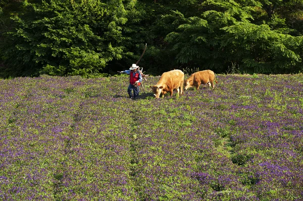 Boer met koeien — Stockfoto