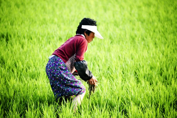 Mulher agricultora em campo de arroz — Fotografia de Stock