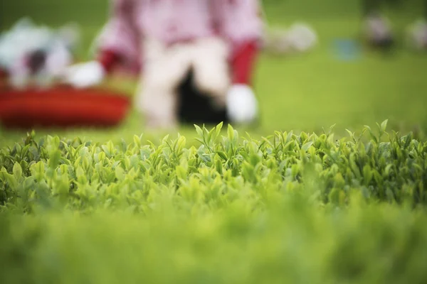 Mensen die werken op boseong groene thee field — Stockfoto