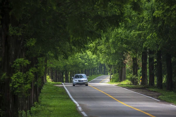 Coche a caballo por el camino del bosque Jinan MoRaejae — Foto de Stock