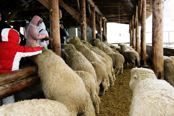 Toeristen op de schapen ranch — Stockfoto