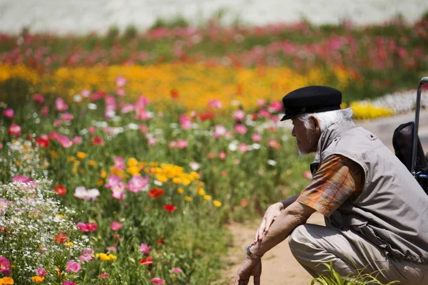 Painter looking at the flowers in the field — Stock Photo, Image