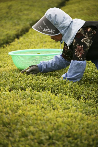 Personer som arbetar på boseong grönt te field — Stockfoto