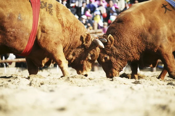 Bullfighting Festival Cheong-do — Stock Photo, Image