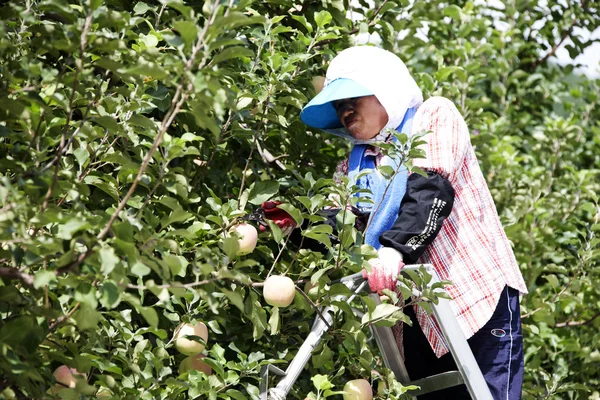 Farmer gathers apples from the tree — Stock Photo, Image