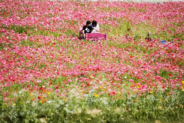 Beautiful Flowers in the park — Stock Photo, Image