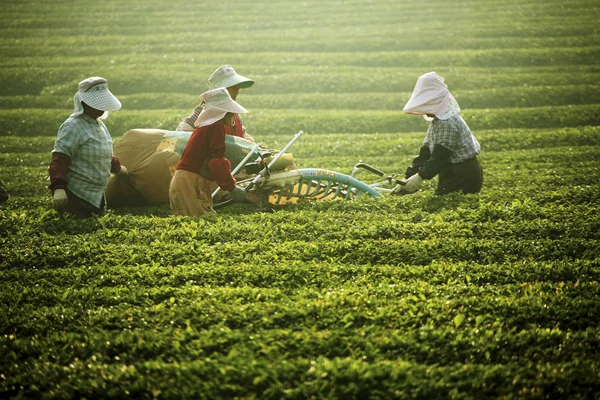 Gente que trabaja en Boseong Green Tea Field —  Fotos de Stock