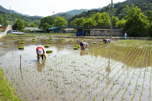 People working on rice paddy — Stock Photo, Image