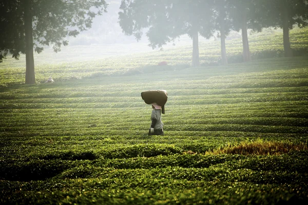 Persone che lavorano al Boseong Green Tea Field — Foto Stock