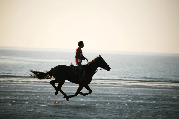 日没時にビーチに馬のライダー — ストック写真