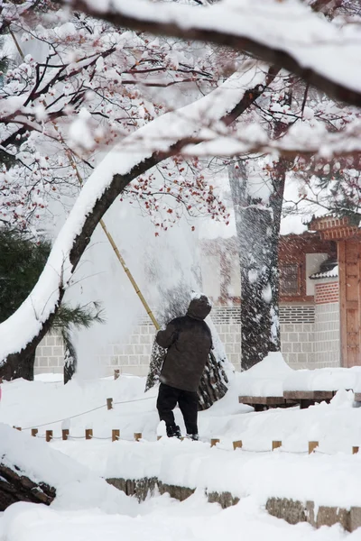 L'uomo rimuove la neve dagli alberi a Palazzo Gyeongbokgung — Foto Stock