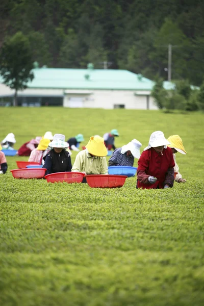 Personnes travaillant à Boseong Green Tea Field — Photo