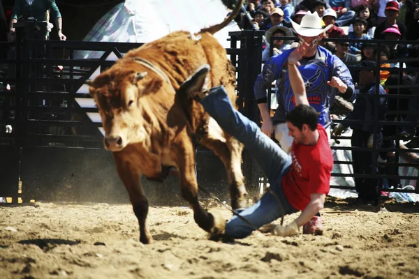 Festival adu banteng Cheong-do — Stok Foto