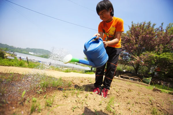 Boy watering the vegetable garden — Stock Photo, Image