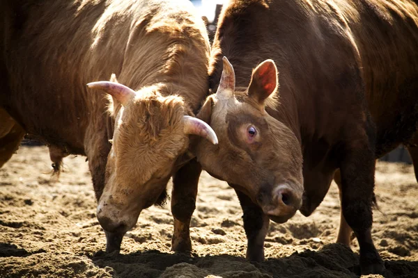 Bullfighting Festival Cheong-do — Stock Photo, Image