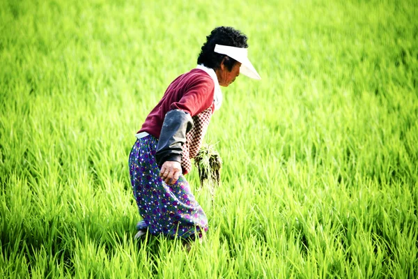 Mujer agricultora en campo de arroz —  Fotos de Stock