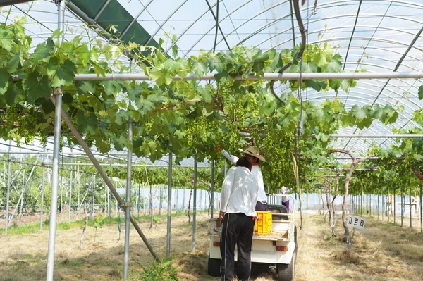 Farmers working in greenhouses — Stock Photo, Image