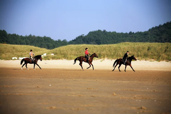 The horse riders on the beach — Stock Photo, Image